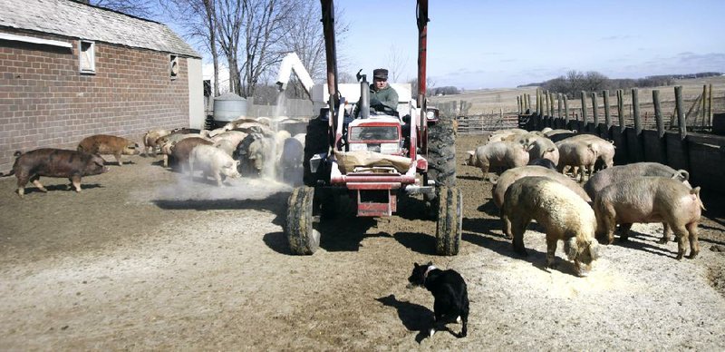 Paul Menke feeds his sows in an open feedlot on his farm in Clear Lake, Iowa, in February. Feeling pressure from activists, several major pork producers have agreed to phase out gestation crates and switch to open pens. 