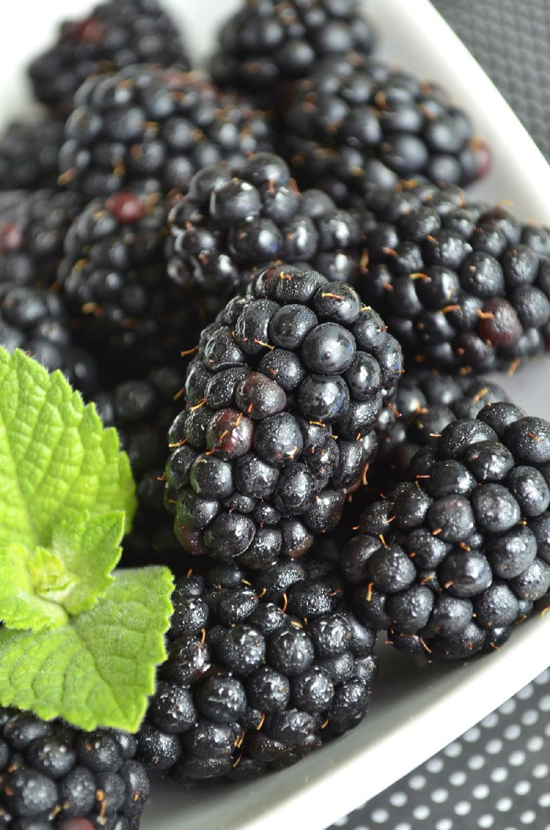 Black Magic blackberry produces multiple crops. 