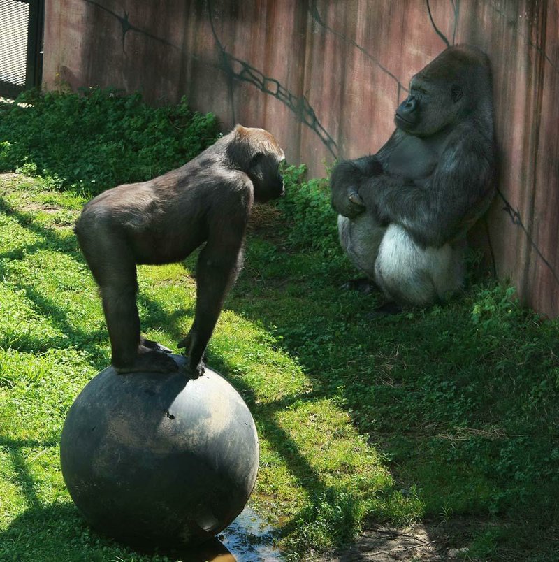 Fossey, a silverback gorilla, sits with his back against a wall last week as his son, Mosi, plays on a ball at the Little Rock Zoo. Mosi, the first gorilla born at the zoo, soon will be sent to the Lincoln Park Zoo in Chicago. 