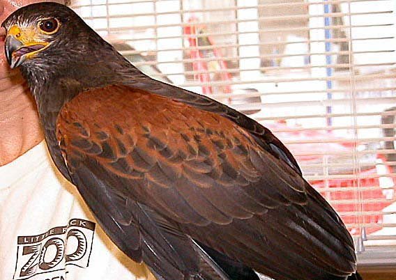 Tuscon, a Harris hawk who escaped from the Little Rock Zoo on Feb. 21, was found last week in Tulsa, Okla.