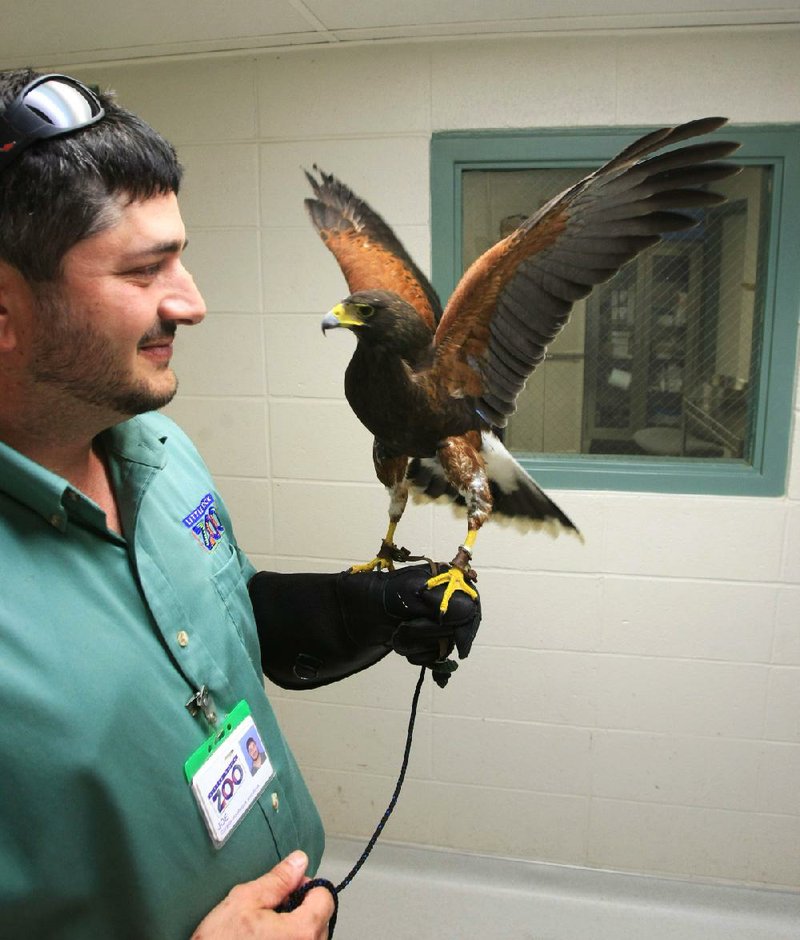 Joseph Darcangelo (cq), curator of large hoofstock, birds, and educational animals at the little Rock Zoo, holds Tucson, the Harris hawk that escaped from the zoo about a month ago, Tuesday afternoon after the bird was found in Oklahoma and returned to the zoo. 
