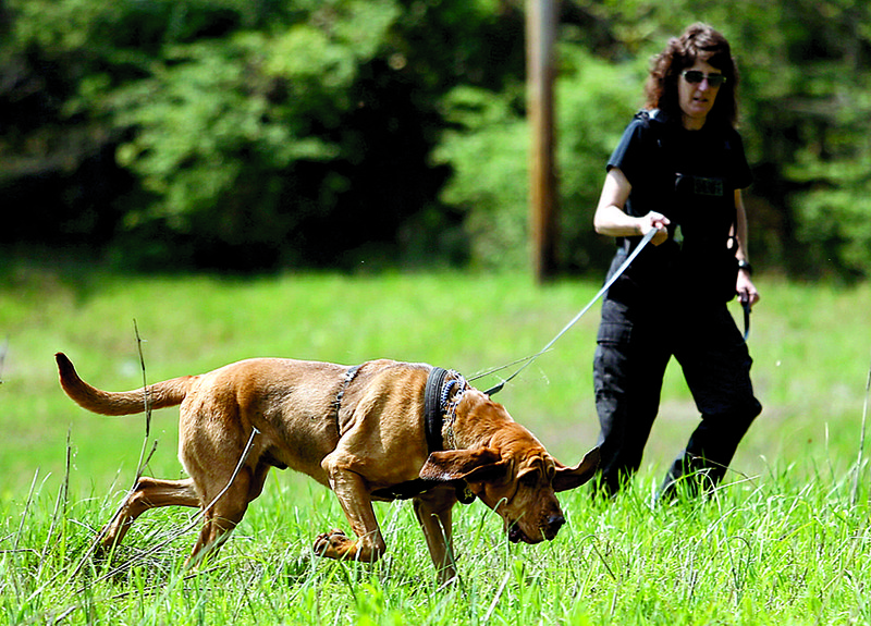 Sue Christian keeps a tight hold on Finn as the 3-year-old bloodhound tracks a scent during training at the Johnson County sheriff’s office in Clarksville on Wednesday. The pair are part of the part-time volunteer K-9 company with the sheriff’s office. 