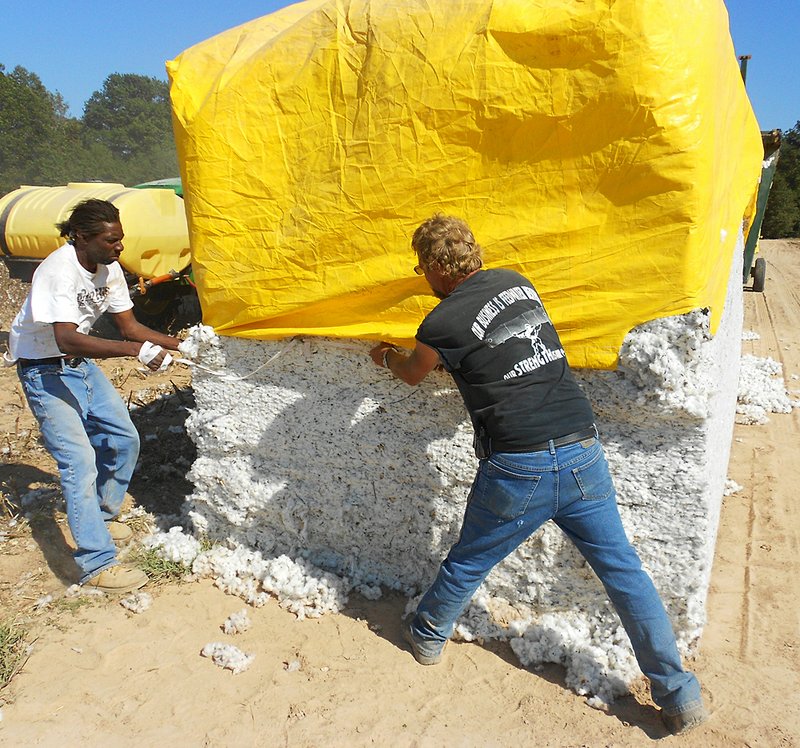 Seasonal workers cover a stack of freshly picked cotton last fall outside of Dumas in Desha County. 