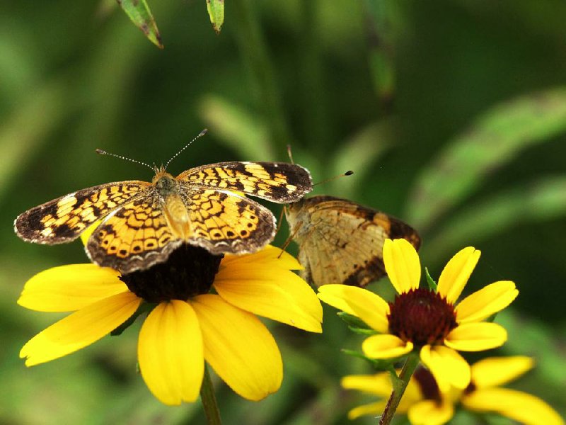 A Phyciodes tharos butterfly is seen at Reiman Gardens at Iowa State University in Ames in this file photo. 