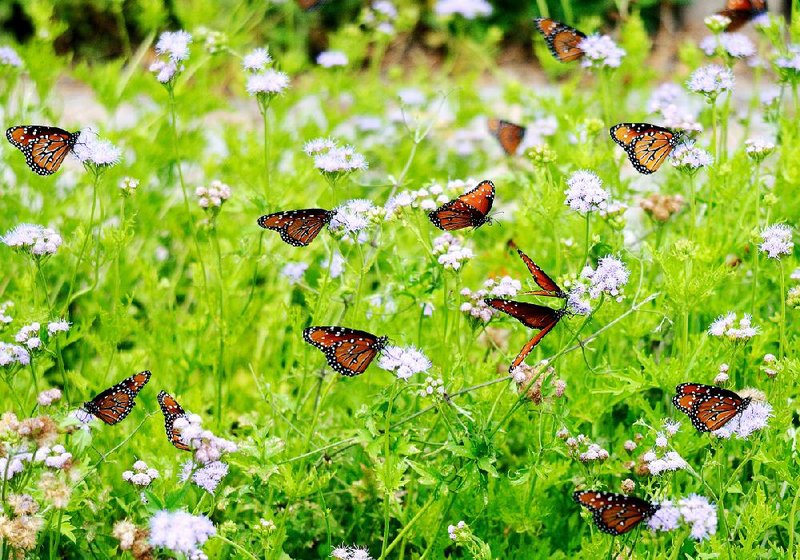 These queen butterflies relish the nectar provided by the palm-leaf or Gregg’ s mistflower, which has a long blooming season and is an outstanding perennial in zones 7-10. 