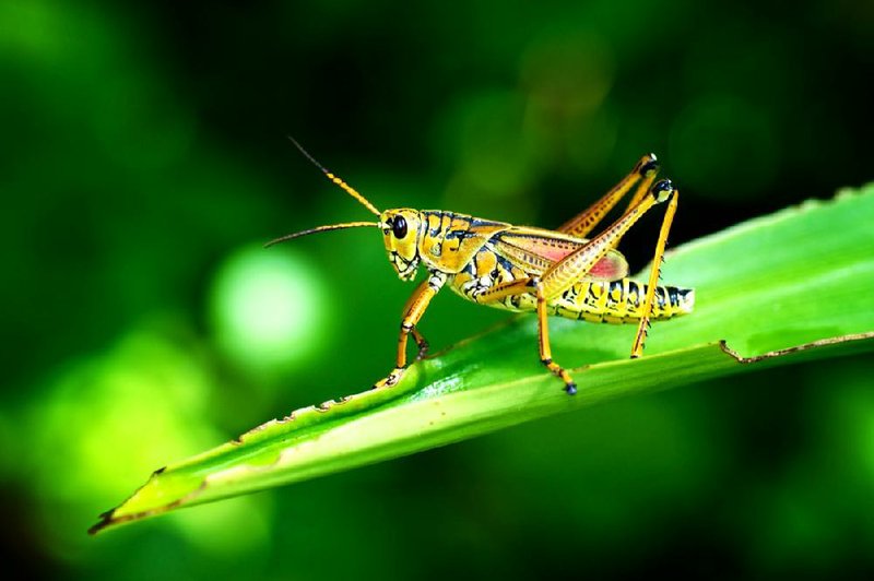 OPINION: Control of Grasshoppers, Outdoors