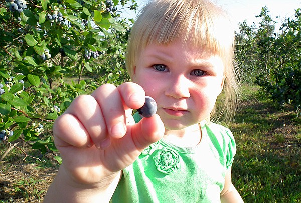 Debbie Fisher hands out recipes to all her customers, but her granddaughter Aubree shows her favorite way to eat blueberries — straight off the bush.