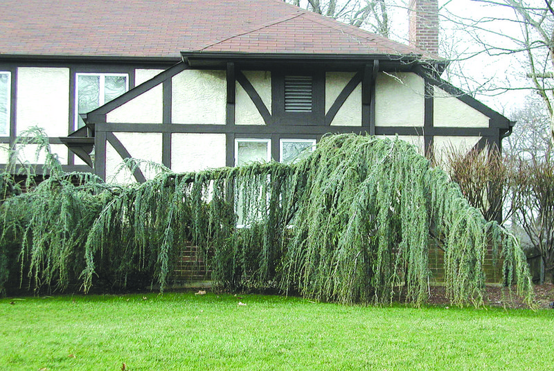 A weeping larch is shown in Scarsdale, N.Y. 