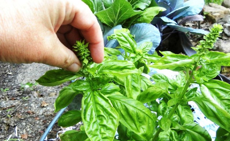 Pinch flowers off herbs like basil to encourage more leafy growth. 