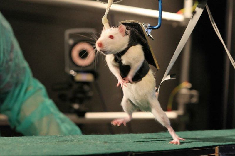 Best rat deals harness