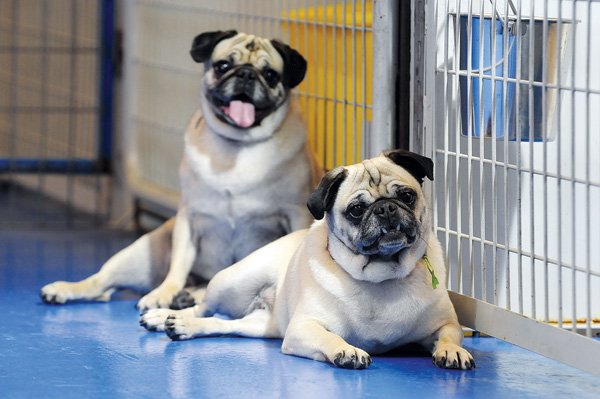 A pair of pugs, Beth and Liza, are part of the Pug Rescue of Northwest Arkansas program. They’re seen here at Top Dog, a boarding and day care center in Springdale.