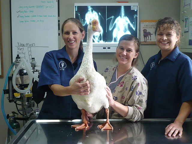 Erin Cranfill, DVM, Mandy Mattix, veterinary assistant and Sarah Sexton, DVM, are pictured with 50 cent the goose.