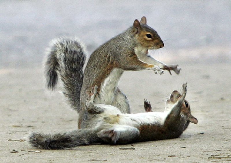 Vicious urban squirrels battle for turf on the mean streets of Eureka Springs. 