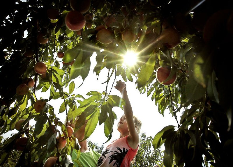 FILE — Aimsley Helms, 6 from Sherwood, reaches into a peach tree at Faulkner Lake Orchard and Produce while picking peaches to make jam with her friends in this 2012 file photo. 