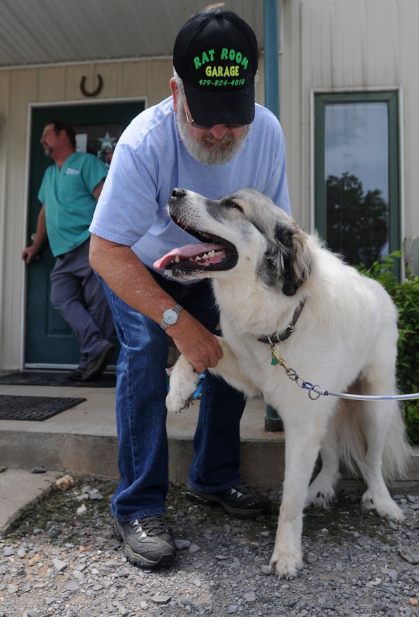 Sarge, a Great Pyrenees, shakes hands with owner Ron Williams outside Dr. Tim O’Neill’s veterinary office in Farmington during a three-week checkup. Sarge, who suffers from hip displaysia, received stem cell therapy May 30 to ease the pain and regrow cells damaged by a genetic disorder. Sarge is the fourth animal O’Neill has performed the therapy on since he began treating animals with stems cells in March. 