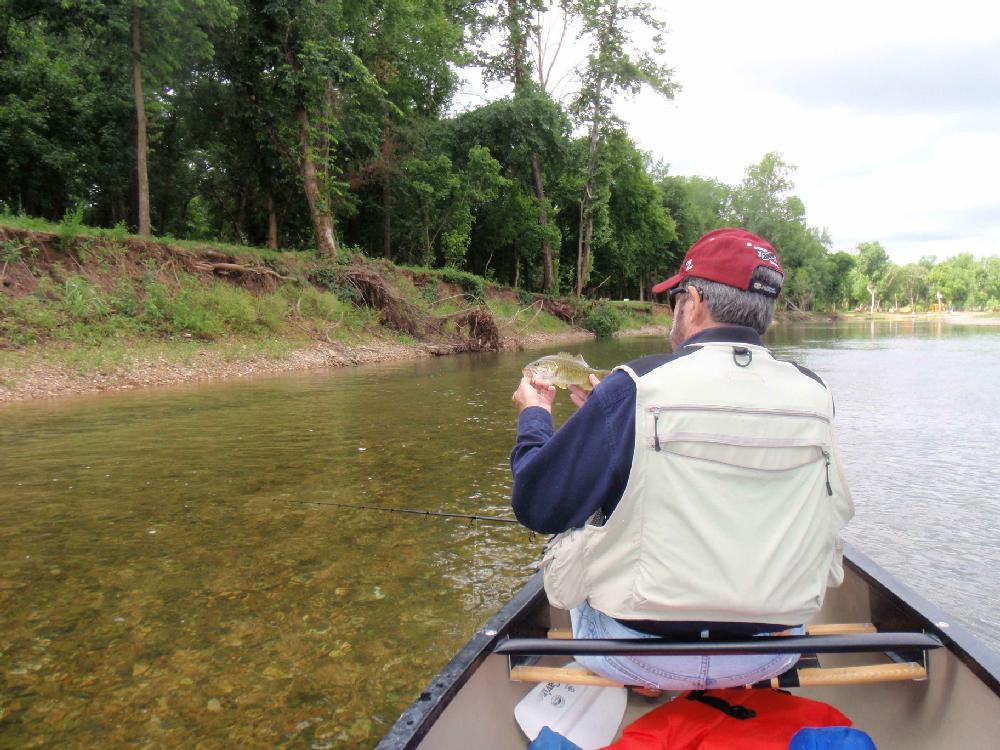 Tonkinson admires an Elk River smallmouth bass.