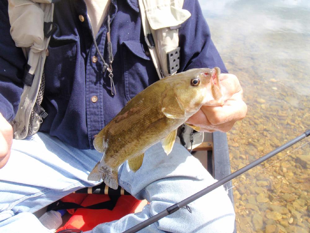 Smallmouth bass hit small soft crawfish lures, tube baits and plastic worms.