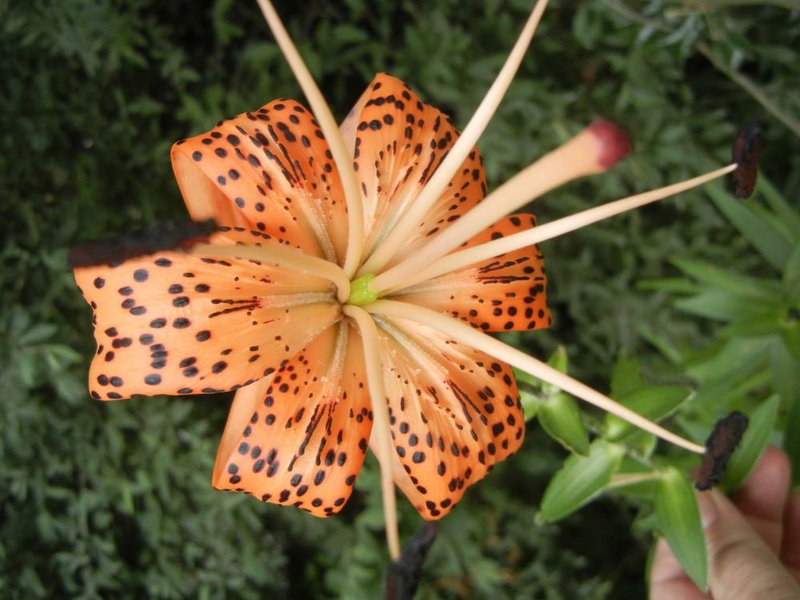 Tiger lilies are showy perennials. 