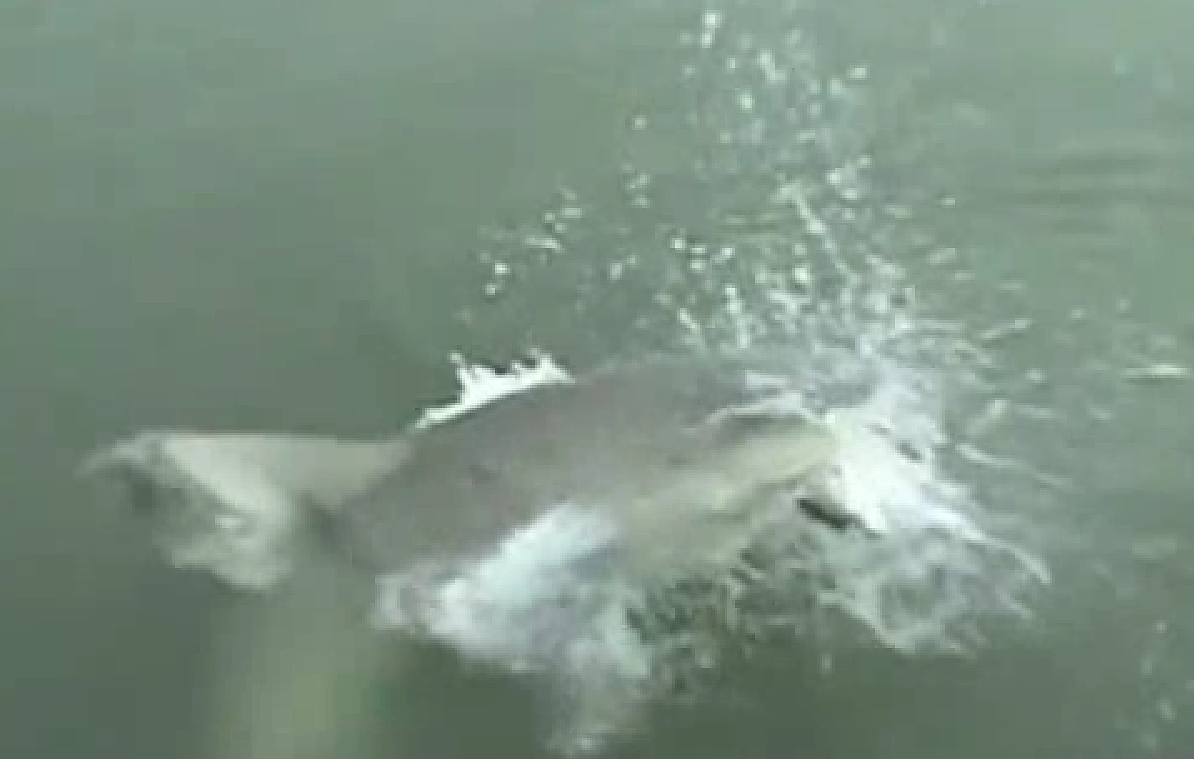VIDEO: Shark steals woman's catch | The Arkansas Democrat-Gazette ...