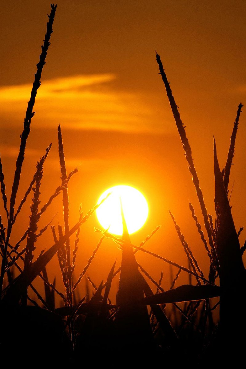 The sun rises Sunday over a corn field in Pleasant Plains, Ill. Corn stalks are struggling in the heat and continuing drought that has overcome most of the country. 