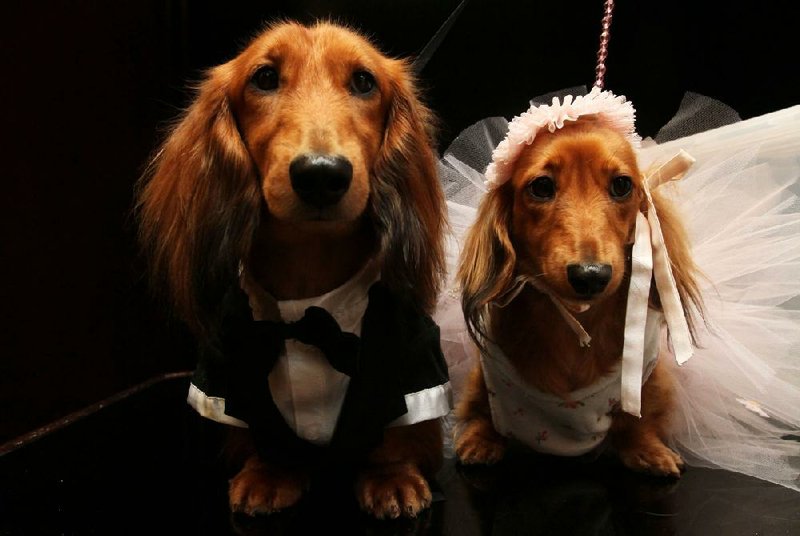 Dachshunds dressed for the occasion, Clifford (left) and his cousin, Dee Dee, wait to take part in a wedding for pets July 12 in New York.