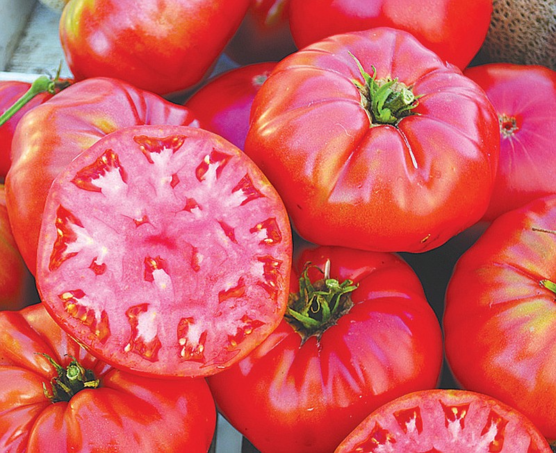 Halladay’s Mortgage Lifter tomatoes were developed in the Depression era and earned its “Mortgage Lifter” nickname after the amateur plant breeder was able to pay off his house mortgage from the sale of the plants. 