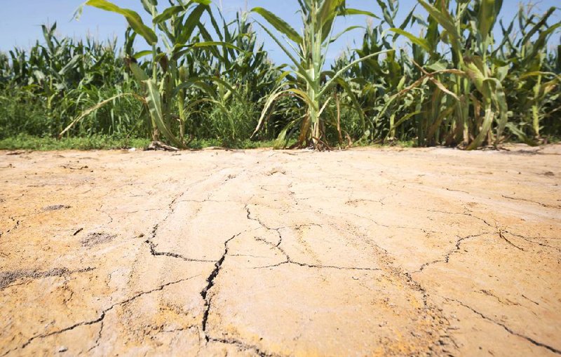 As drought conditions persist in the state, farmers are spending more to irrigate crops, like this cornfield pictured earlier this month near England in Lonoke County. 