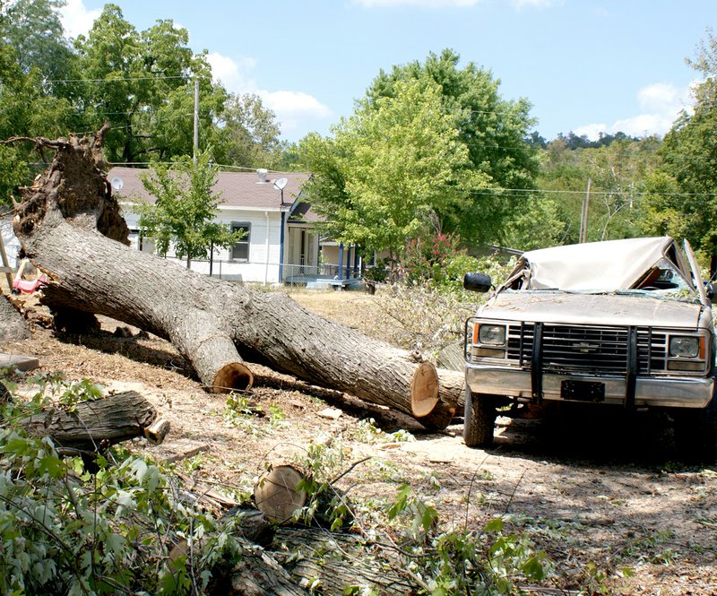 This tree trunk shows its size compared to the pickup which was smashed by the weight of the uprooted tree. The street, completely blocked by the branches, had been cleared of debris. Numerous Sulphur Springs streets were cluttered by tree debris.