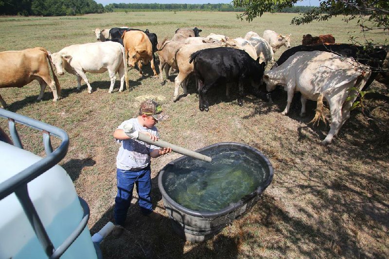 With the ponds and wells gone dry on their farm in Lonoke County, Cody Hicks fills a watering trough from a tank on his father Kevin’s truck to water the livestock Wednesday. 