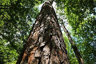 Forest for the trees | Northwest Arkansas Democrat-Gazette