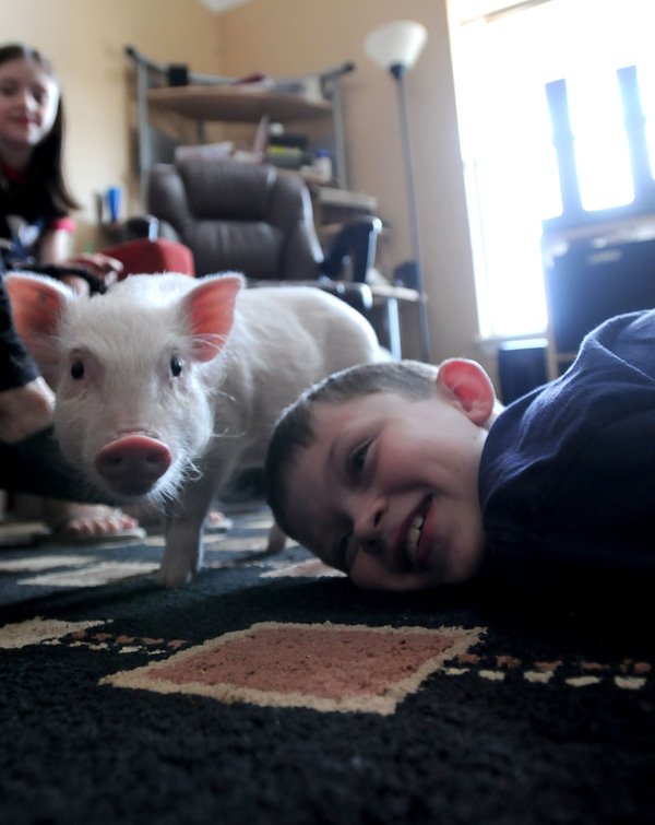 Neo Patrick, 9, plays on the floor Wednesday with Coconut, his therapy pig, at home in Rogers. Desiree Finkbeiner, Neo’s mother, recently had trouble with neighbors because pigs aren’t allowed as pets in Rogers. Because Coconut is used as a therapy animal for her son, who has Asperger’s syndrome, she’ll be allowed to stay. 