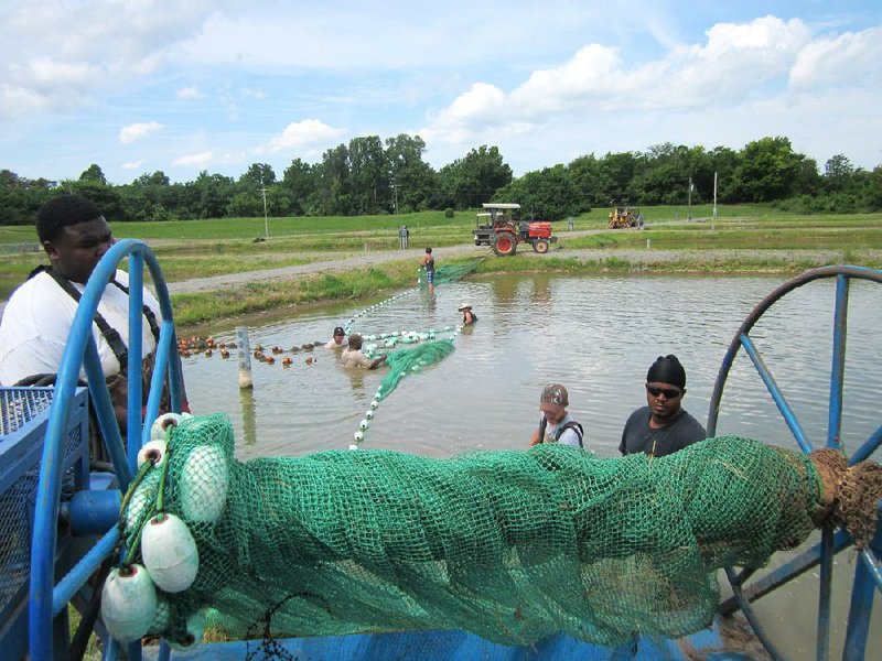 State's catfish farmers squirming