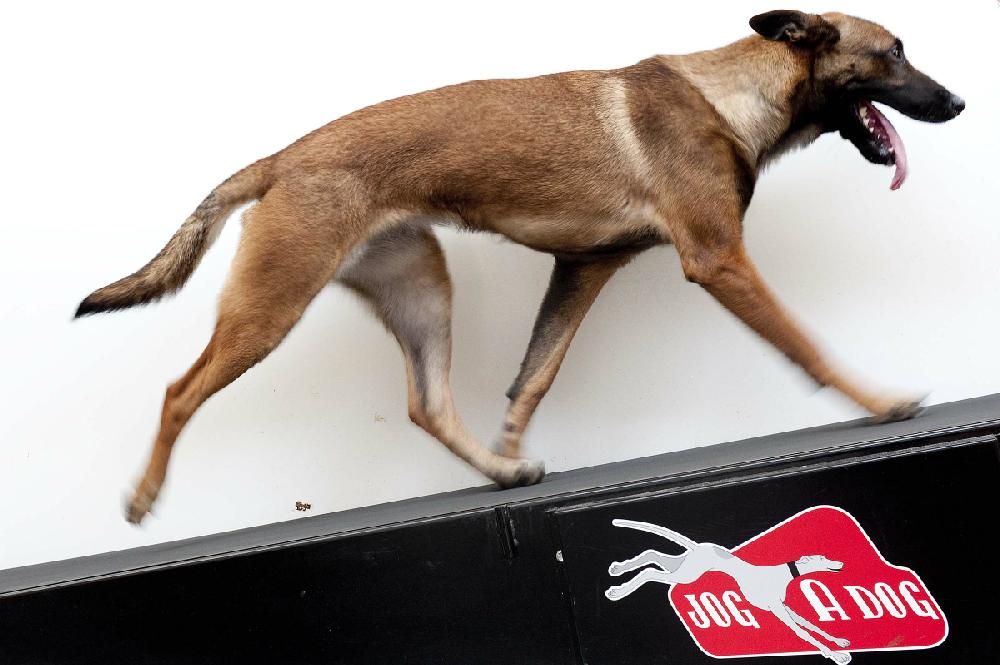 In this Aug. 8, 2012, photo, Chryses, a Belgian Malinois, walks the Jog-A-Dog treadmill as part of a demonstration in the enrichment center at LA Dog Works in Los Angeles. The Jog-A-Dog is an industrial model used for professional purposes, unlike the DogPacer, which is meant for home. (AP Photo/Grant Hindsley)