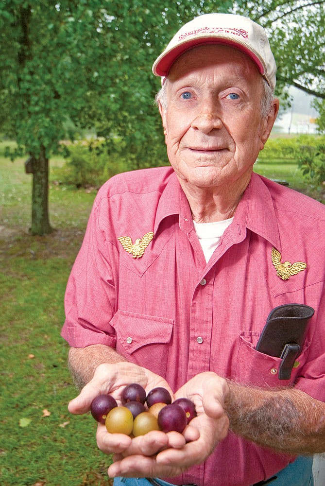 Boyd Allinson grows muscadines near Benton. He runs Boyd’s U-Pick-Em Muscadine Vineyards.