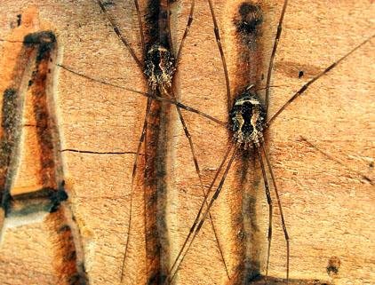 Daddy longlegs — aka harvestmen — retreat within the crevices of a sign on the Charlton Trail near Lake Ouachita. Although they are arachnids, they are not spiders and neither bite nor sting. 