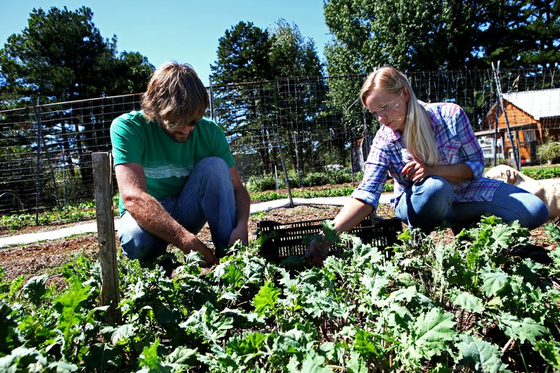 Brandon Gordon and Catherine Morris pick kale at Five Acre Farms outside Pleasant Plains. The couple use organic farming practices to grow vegetables on about three-fourths of an acre. The produce is sold locally at farmers markets and to individuals.