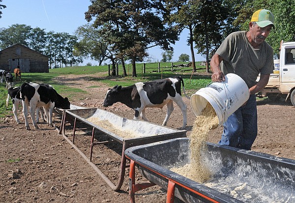 Pedro Hernandez, caretaker for young calves, pours a special mixture of feed into troughs Friday at Triple A Farms in Bentonville. Ryan Anglin, Triple A owner, said he’s been milking about 250 cows this year, down from the usual 300. Severe drought has made it difficult for farmers to feed their herds and the high heat has added stress to the animals, making it more difficult to produce as much milk.