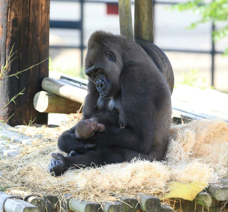 Sekani studies her infant at the Little Rock Zoo. 