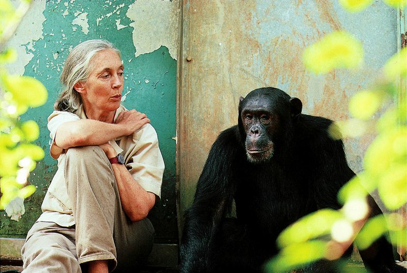 Jane Goodall observes a primate in this undated promotional photo. 