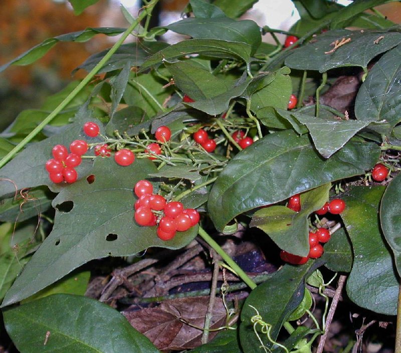 Carolina moonseed or coralbead is a native vine often found crawling on trees and shrubs. 