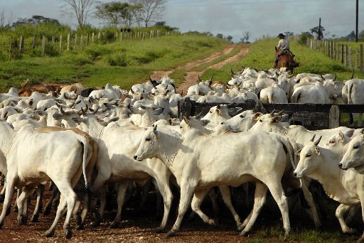 A cowboy gathers Nelore cattle at the Zenith III farm near Alta Floresta, Brazil, on March 16, 2007