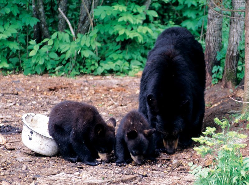 Common sense, tips can keep you safe in bear country The Arkansas DemocratGazette Arkansas