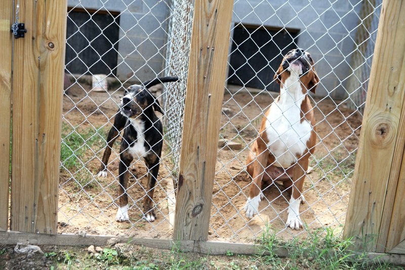 Bald Knob has begun the process of moving dogs into the city’s new animal shelter, which offers 18 kennels with indoor and outdoor sections. 