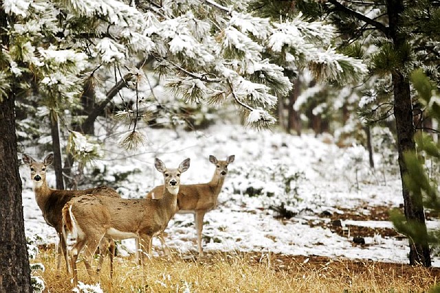 Deer roam Thursday along a highway near Deadwood, S.D., after the first snow of the season fell in the area. 
