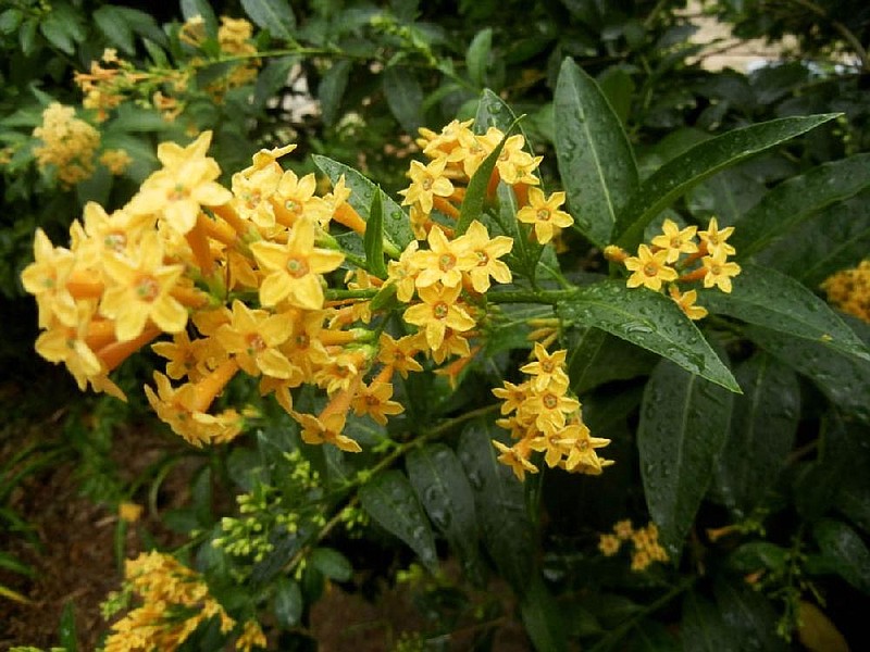 Orange cestrum blossoms have a heavy fragrance. 