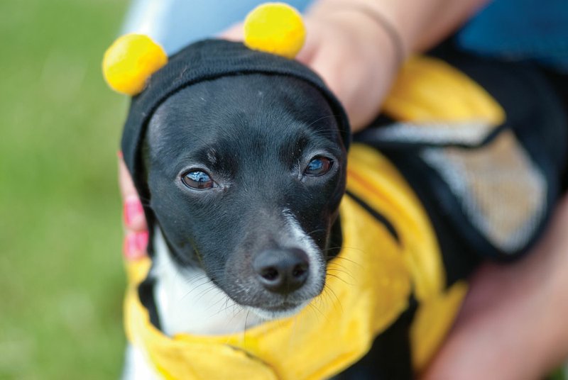 Marley, a rat terrier and Chihuahua mix, is being dressed in a bumblebee costume by her owner, Laura Raney of Conway.