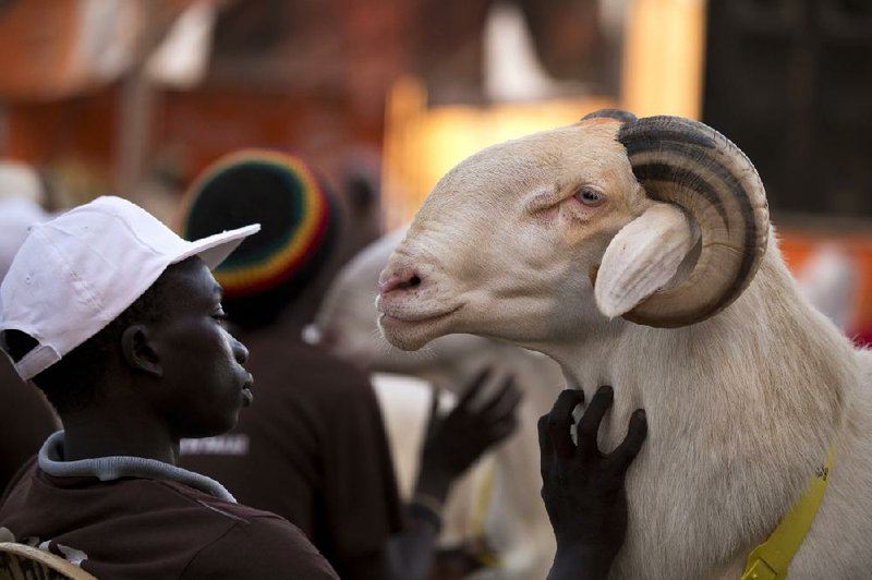 In Senegal Man’s Best Friend Sheep
