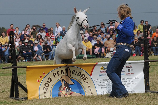 Carrie Thurman of Siloam Springs coaxes her mule, Billie, over the bar Saturday at the annual Pea Ridge Mule Jump at Pea Ridge High School. 