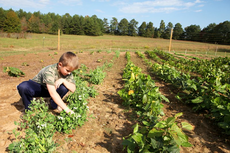 J.D. Martin, 9, picks beans at the Martin Family Farm in McRae. Eric and Amanda Martin, J.D.’s parents, run Jelly Madness and sell jellies, baking mixes and other items.