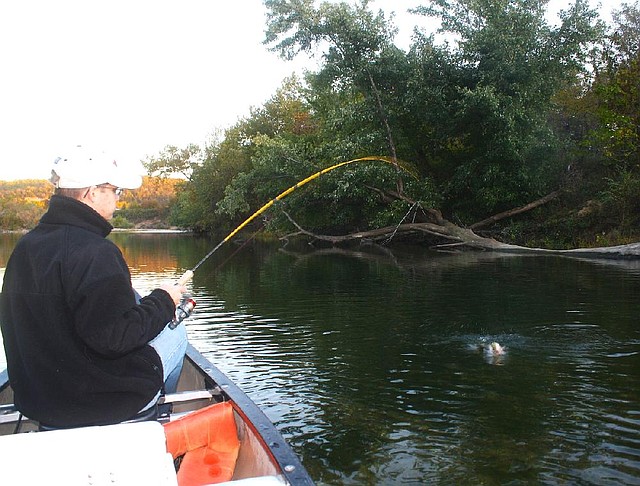 Matthew Hendricks battles a smallmouth bass that struck a topwater bait Oct. 18 on the Buffalo River. Video available at arkansasonline.com/videos. 